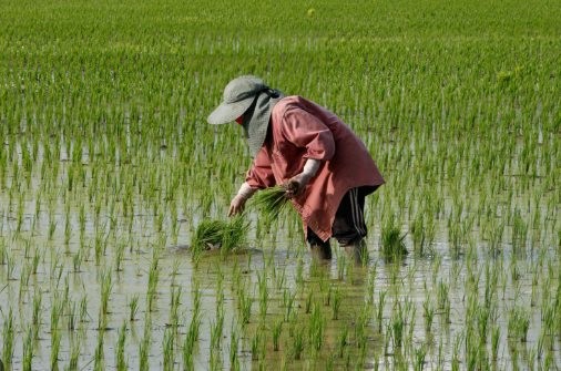 Cuộc khủng hoảng mới của gạo Thái Lan: Giá xuất khẩu thấp nhất 15 năm, chuyên gia cảnh báo đang tụt hậu so với Việt Nam điều quan trọng này