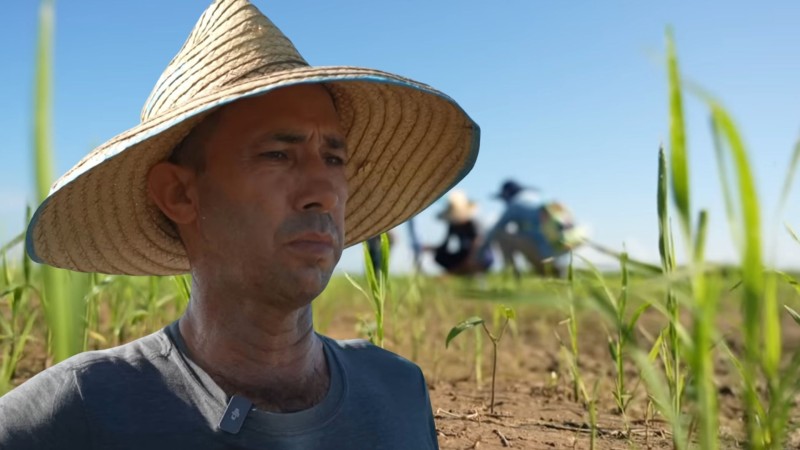 Giống lúa Việt Nam "gây bão" tại Cuba: Tạo kỳ tích nông dân Cuba chưa bao giờ nghĩ đến