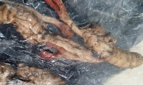 Suýt tử vong vì ăn nhầm xác nhộng ve sầu mà tưởng đông trùng hạ thảo