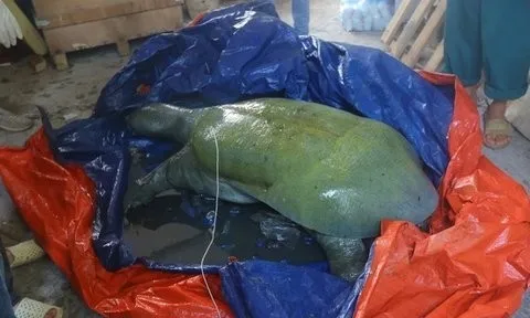 Hà Nội làm rõ nguyên nhân rùa quý hiếm chết ở hồ Đồng Mô