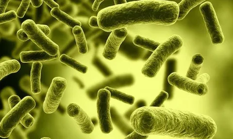 Những loại thực phẩm nào dễ có nguy cơ gây ngộ độc Botulinum