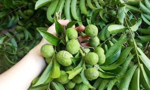 Lợi ích tuyệt vời từ quả sấu