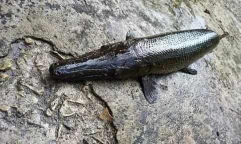 6 người đàn ông ngộ độc sau khi ăn trứng cá sấu hỏa tiễn nấu mẻ