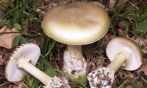 Lâm Đồng: Ăn nấm rừng, 12 người bị ngộ độc