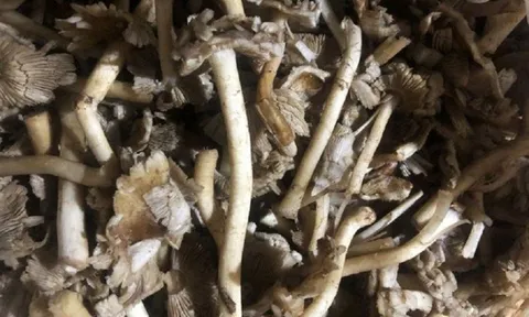 Nhiều người ở Đắk Lắk, Lâm Đồng nhập viện khẩn cấp sau khi ăn nấm rừng