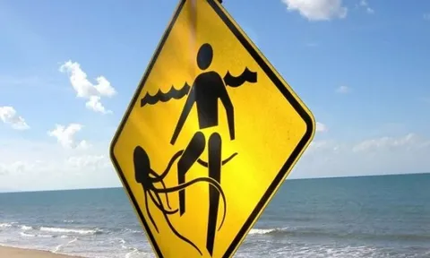 Bé trai sống sót thần kỳ sau khi bị loài sứa kịch độc tấn công