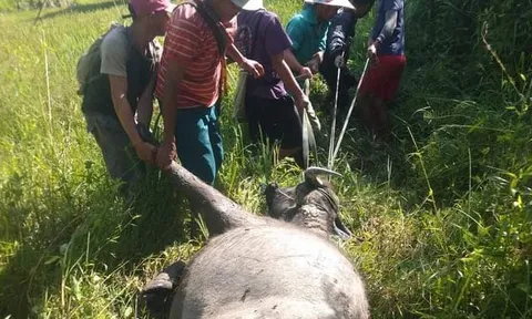 Cảnh báo dịch than tăng do ăn thịt trâu, bò bệnh chết