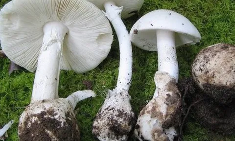 Ăn nấm không rõ nguồn gốc, 3 người trong gia đình nguy kịch