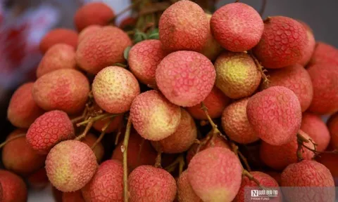 Thực hư chuyện ăn quả vải mắc viêm não Nhật Bản