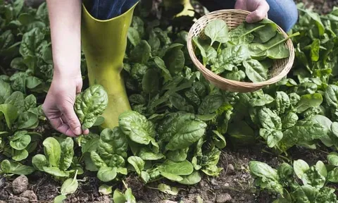 Gợi ý 5 loại rau "bổ hơn thịt" nấu chín giàu dinh dưỡng hơn ăn tươi