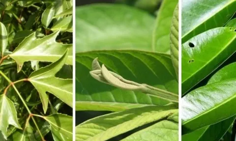 Những loại lá tưởng chừng vứt đi nhưng lại cực tốt cho sức khỏe