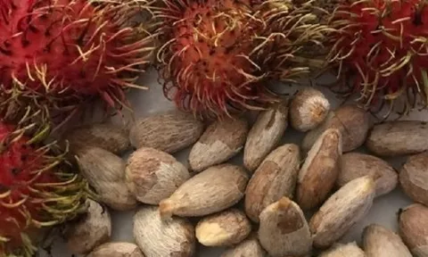 Hóc hạt chôm chôm bé 5 tuổi ở Bình Định tử vong, bác sĩ khuyến cáo