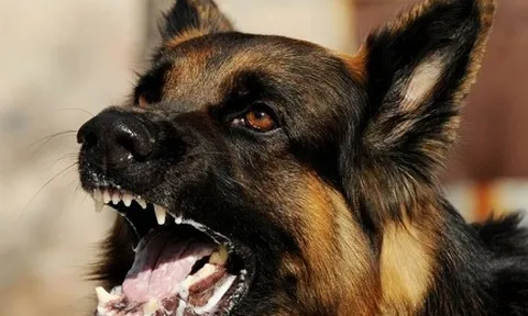 Liên tiếp 2 trẻ nhỏ tử vong vì bệnh dại