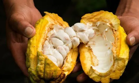 Loại hạt của Việt Nam được xếp hạng ngon nhất thế giới, là “thuốc hạ huyết áp tự nhiên”, ngừa cả đau tim và đột quỵ