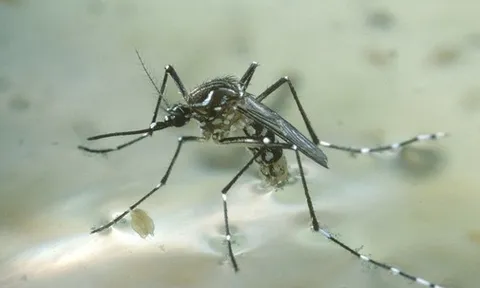 3 quan điểm sai lầm khi diệt muỗi khiến muỗi "khỏe" lên, sinh sôi tốt hơn