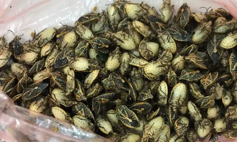CLIP: Ăn món đặc sản bọ xít, 5 người nhập viện, 2 người nguy kịch