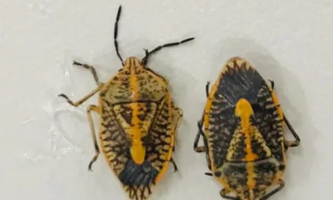 Ăn "đặc sản" bọ xít rang, 5 người cấp cứu