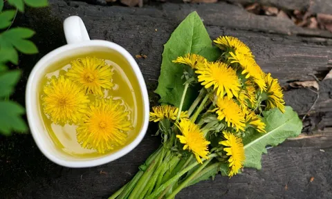 Loại cây mọc dại ven đường nhưng có tác dụng đào thải độc tố ở gan, thận: Thế giới dùng nhiều, Việt Nam cũng rất sẵn