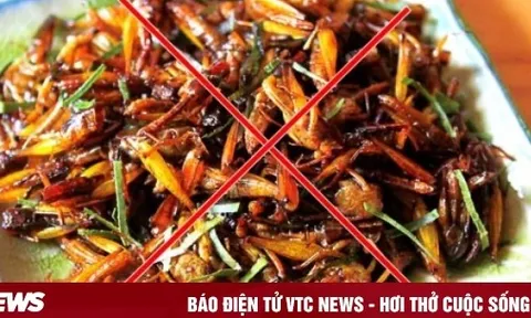 Ăn châu chấu rang, người đàn ông nhập viện khẩn