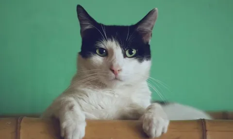 Cúm cực độc nhảy loài, mèo chết hàng loạt: WHO đánh giá nguy cơ ở người