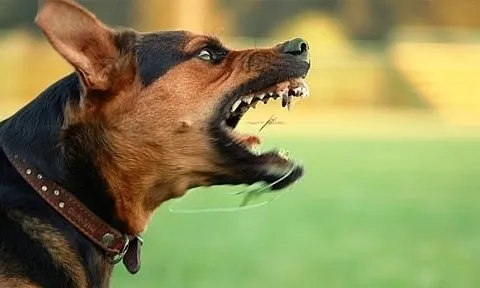 Nghệ An: Bé gái 5 tuổi ngồi trước nhà bất ngờ bị chó lao vào tấn công