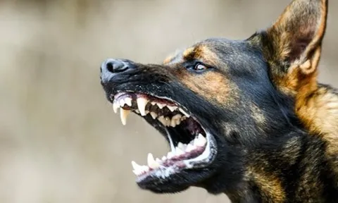 Bé 3 tuổi bị chó lai 40kg cắn đứt xương hàm