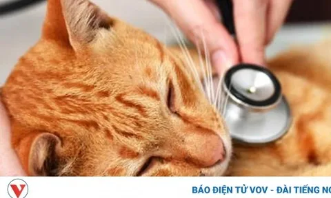 Hàn Quốc phát hiện cúm gia cầm H5N1 ở mèo