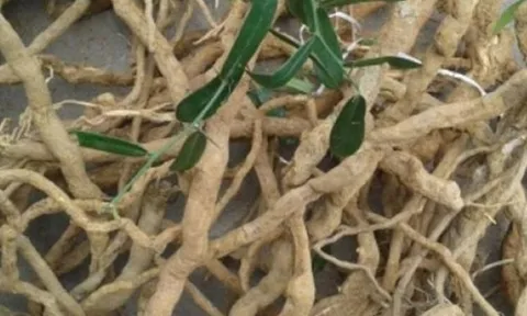 Thực hư tin đồn về loại "cây thần dược”, tiêu diệt được 5 dòng tế bào ung thư