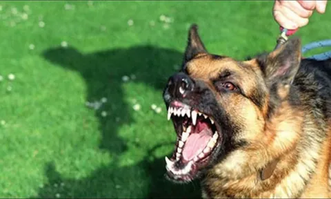 Đồng Nai: Thêm một ca tử vong do bị chó dại cắn