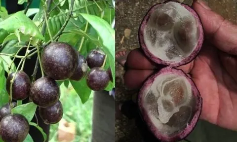 Quả hồng châu gây ngộ độc cho 11 trẻ ở Hà Giang có chứa chất kịch độc như lá ngón