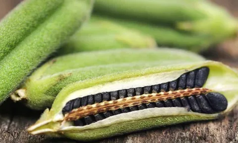 Loại hạt nhỏ xíu bán đầy chợ Việt, là ‘vựa’ dinh dưỡng, bảo vệ sức khỏe toàn diện