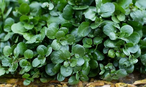 Loại rau được CDC Mỹ công nhận là thực phẩm lành mạnh nhất thế giới, giá cực rẻ, lại rất sẵn tại Việt Nam