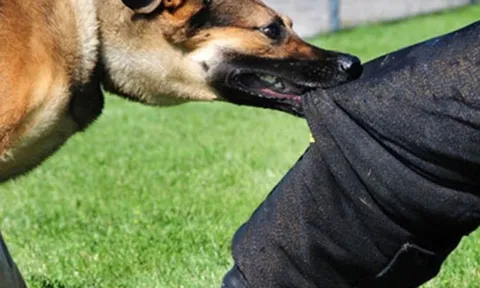 Quảng Trị: Một bé trai tử vong sau khi bị chó cắn vào gò má