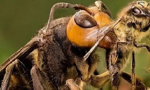 Tây Ninh: Một phụ nữ tử vong vì bị ong ‘mặt quỷ’ đốt