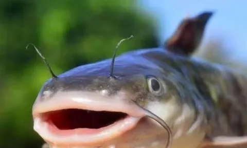 3 bộ phận chứa nhiều độc tố nhất của cá bạn biết càng sớm càng tốt