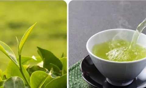Tác hại của uống chè xanh sai cách