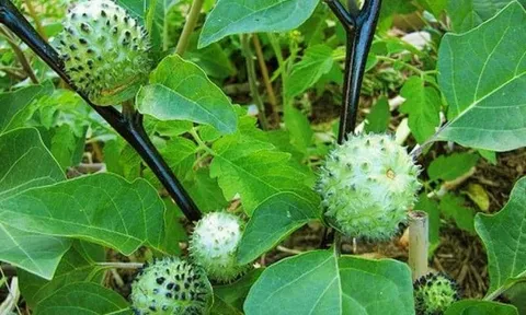 Ăn cà độc dược, 5 người trong một gia đình phải nhập viện cấp cứu