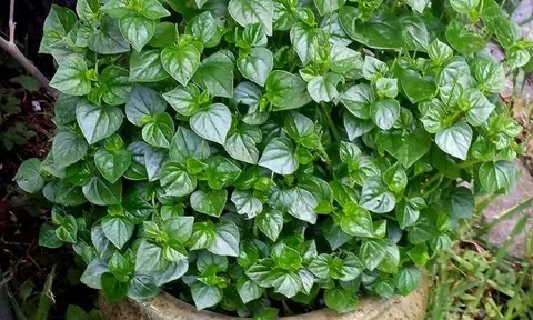 Loại rau mọc dại đầy Việt Nam, là ‘thần dược’ trị bệnh của nhiều nước trên thế giới