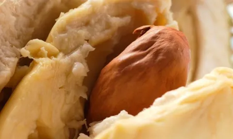 Loại quả ‘nặng mùi’ bị nhiều người chê nhưng là vị thuốc bổ, giảm mỡ máu, ngừa cả ung thư