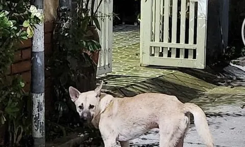 Bị chó cắn, mua thuốc Nam về uống và cái kết thương tâm