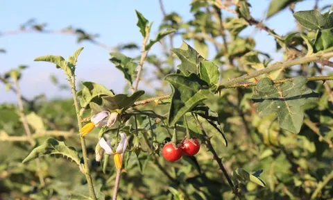 Thực hư 'cây chữa khỏi ung thư gan' - loại ung thư gây tử vong nhiều nhất ở Việt Nam