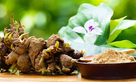 Nghiên cứu đột phá từ Nhật: Loại củ cực phổ biến ở Việt Nam có tác dụng ngăn ngừa ung thư