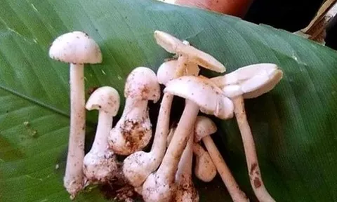 Ăn nấm mọc dại trong vườn, 3 mẹ con cấp cứu vì ngộ độc