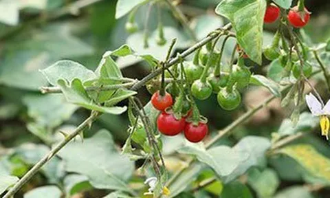 Loại cây dại mọc đầy ở Việt Nam nhưng ít ai để ý tới là 'lá chắn' bảo vệ gan, khớp cực tốt