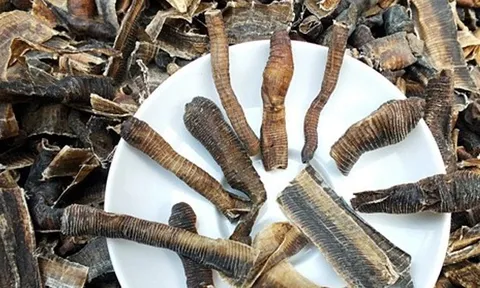 Giun đất có tác dụng gì mà bị săn lùng kiểu tận diệt, giá lên tới 1,5 triệu đồng/kg?