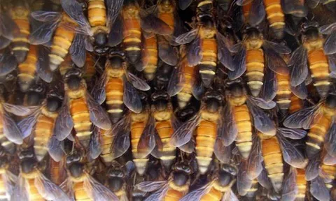 Đi bộ trong sân nhà, người đàn ông bị đàn ong hàng ngàn con bu kín, đốt