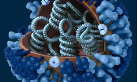 WHO: Chủng cúm biến thể nguy hiểm lây từ heo sang người ở Hà Lan