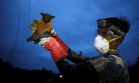 Những điều cần biết về loại virus gây tỷ lệ tử vong 70% tại Ấn Độ