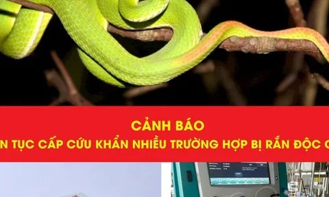 Hai phụ nữ suýt mất mạng vì rắn độc trong vườn nhà