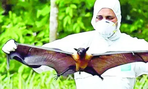 Cảnh giác trước sự lây lan của virus Nipah